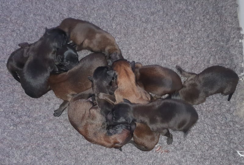 Berger Belge - Des Anges De Sheitan