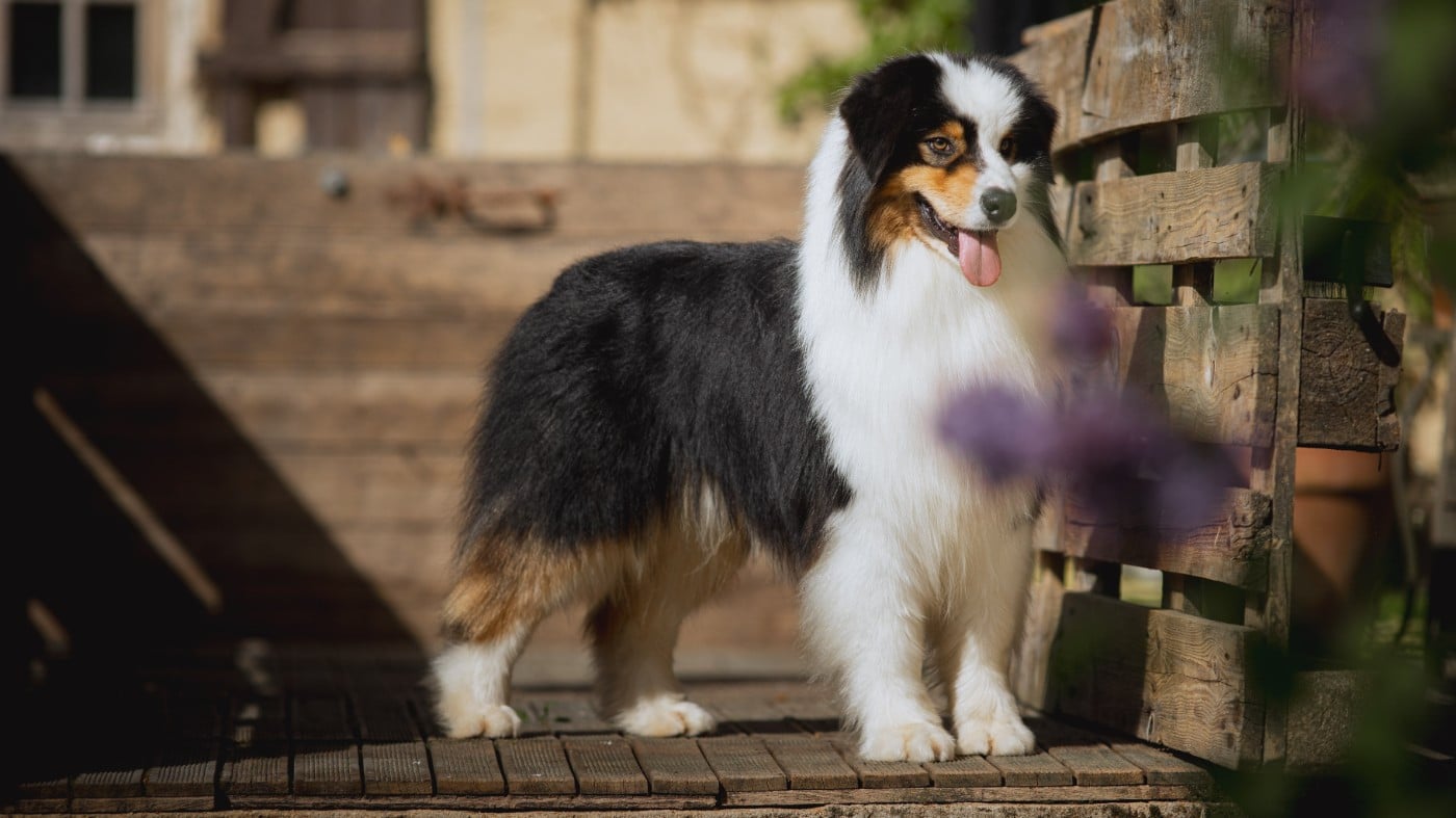 Vision Kush des Terres De Khairyaca