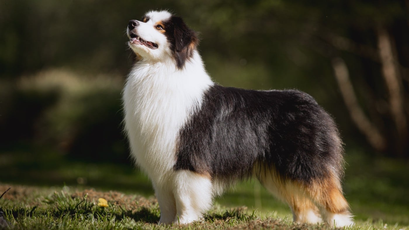 Vision Kush des Terres De Khairyaca