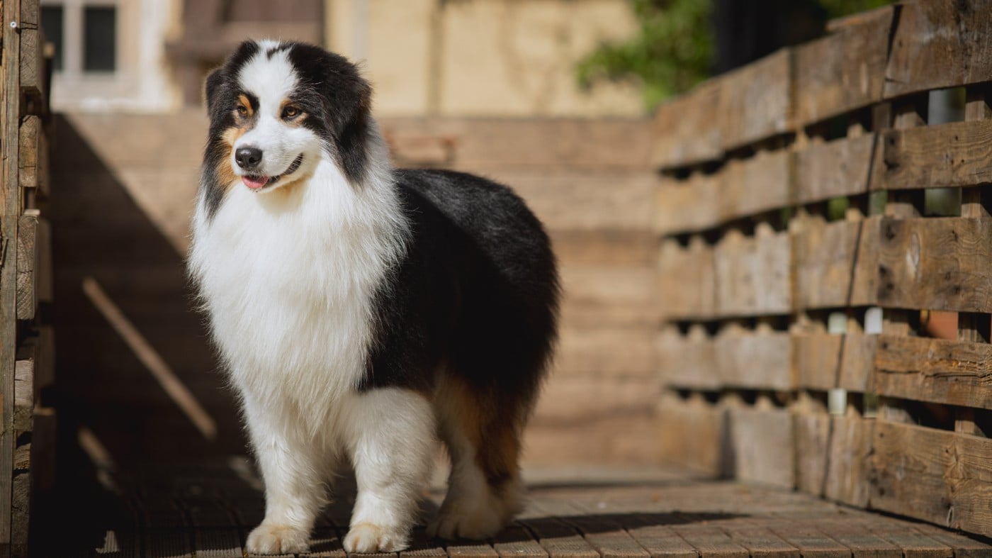 Vision Kush des Terres De Khairyaca