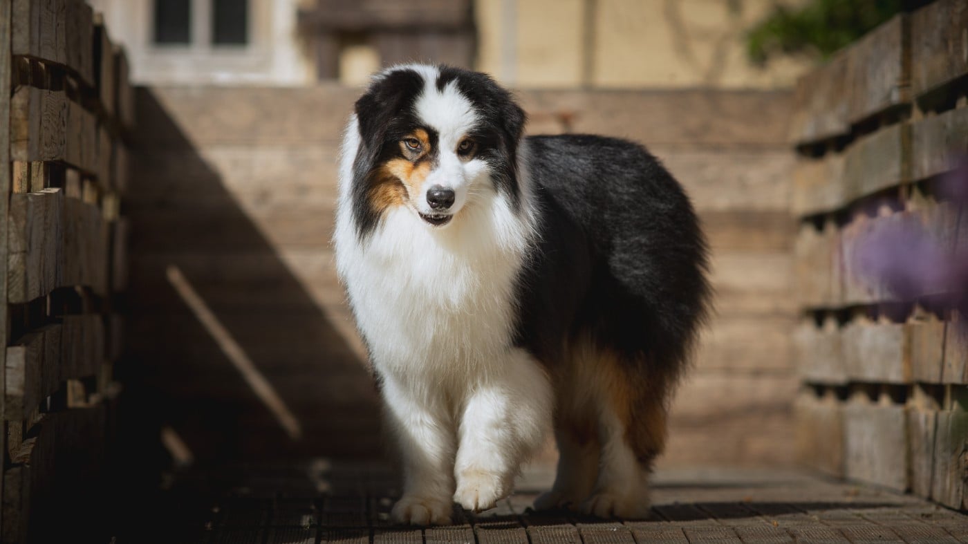 Vision Kush des Terres De Khairyaca