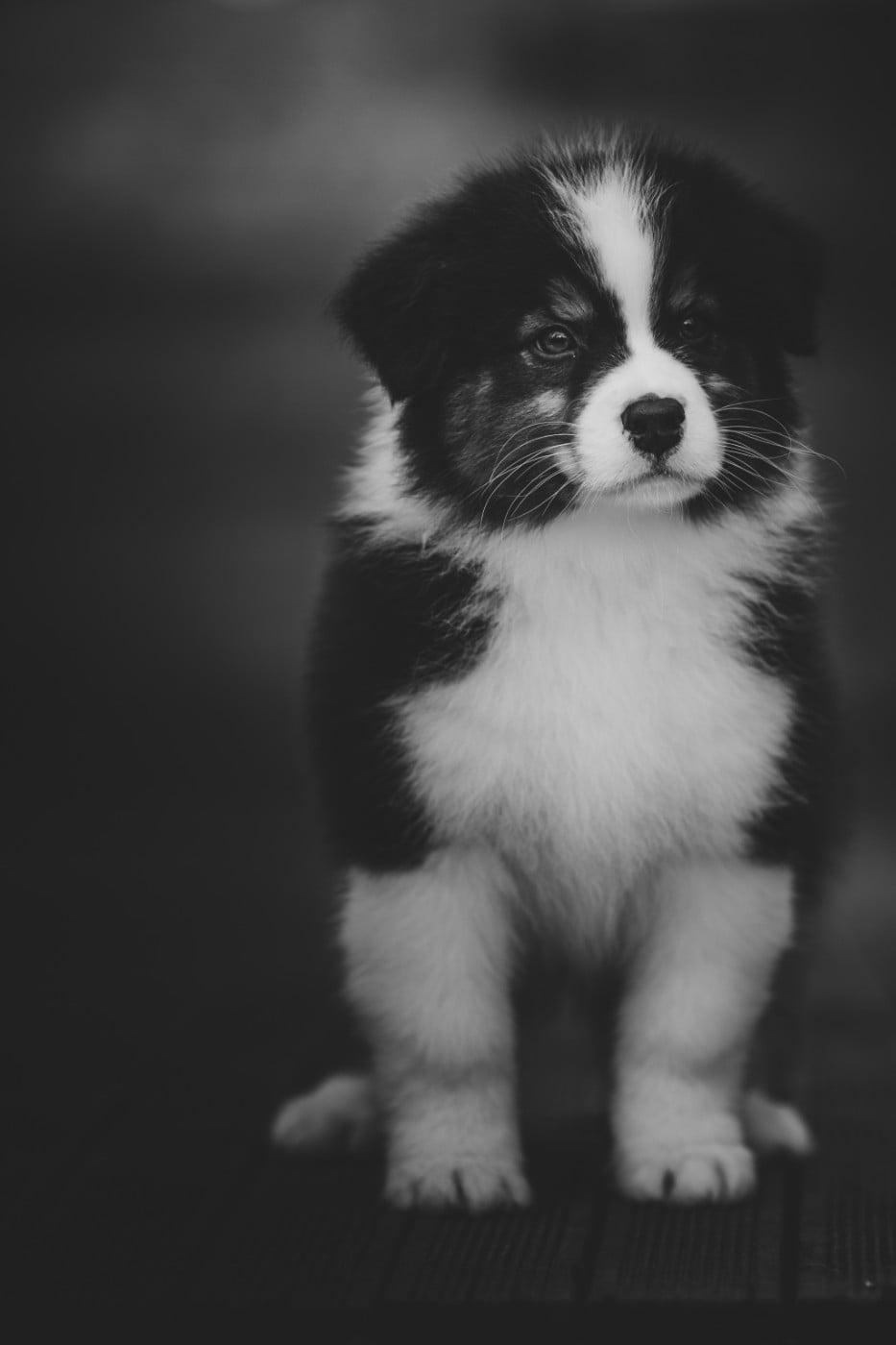 Berger Australien - de la Dune d'Ozalee