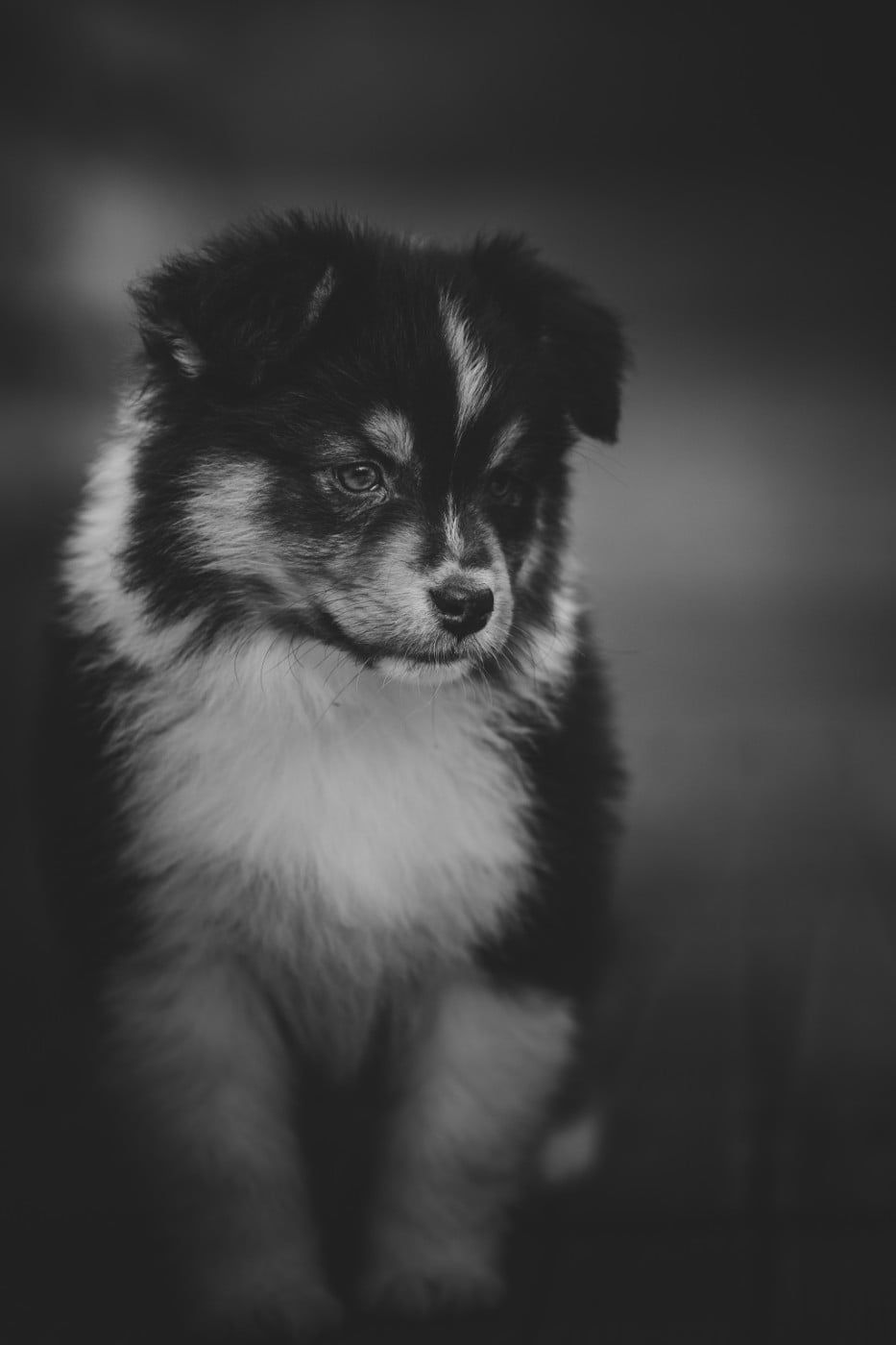 Berger Australien - de la Dune d'Ozalee