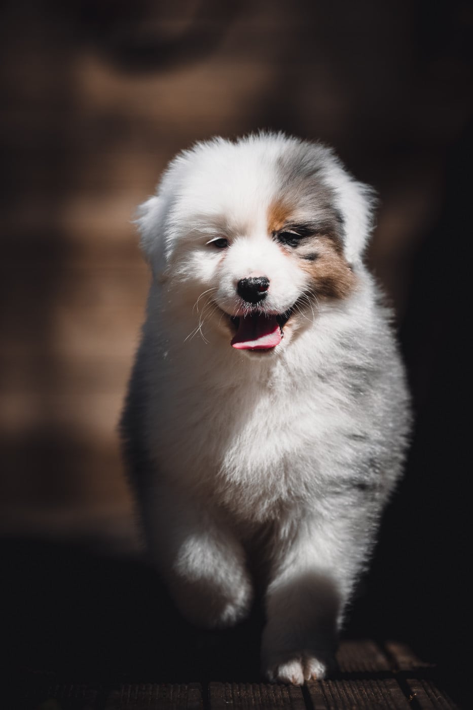 Berger Australien - de la Dune d'Ozalee