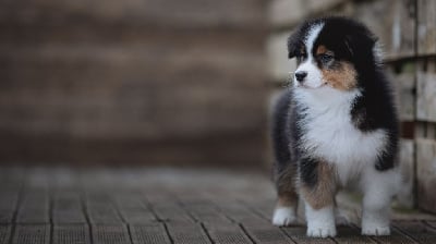 Les chiots de Berger Australien