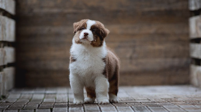 Les chiots de Berger Australien