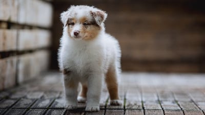 Les chiots de Berger Australien