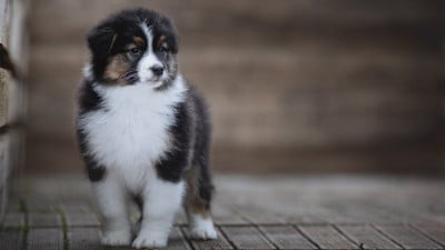 Les chiots de Berger Australien