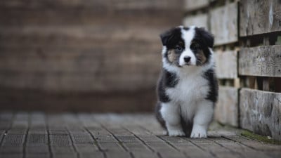 Les chiots de Berger Australien