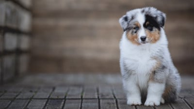 Les chiots de Berger Australien