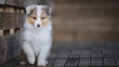Les chiots de Berger Australien