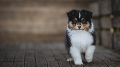 Les chiots de Berger Australien
