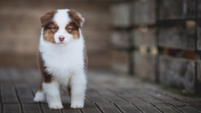 Les chiots de Berger Australien