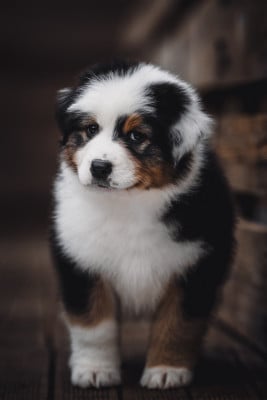 Les chiots de Berger Australien