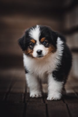 Les chiots de Berger Australien