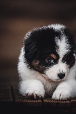 Les chiots de Berger Australien