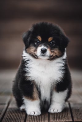 Les chiots de Berger Australien