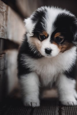 Les chiots de Berger Australien