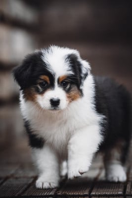 Les chiots de Berger Australien