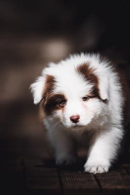 Les chiots de Berger Australien