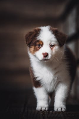 Les chiots de Berger Australien