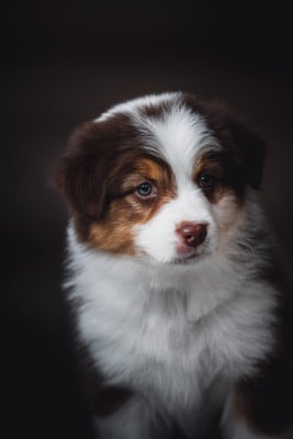 Les chiots de Berger Australien