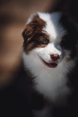 Les chiots de Berger Australien