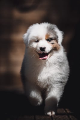 Les chiots de Berger Australien