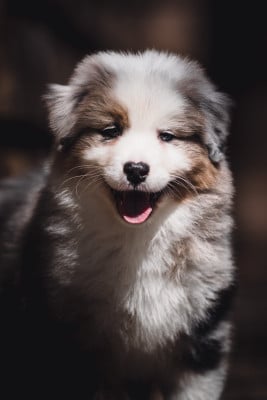 Les chiots de Berger Australien