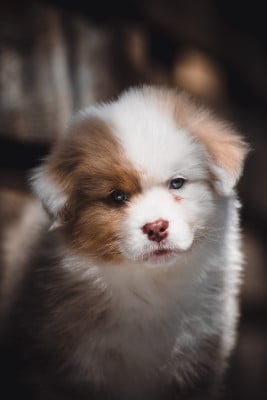 Les chiots de Berger Australien