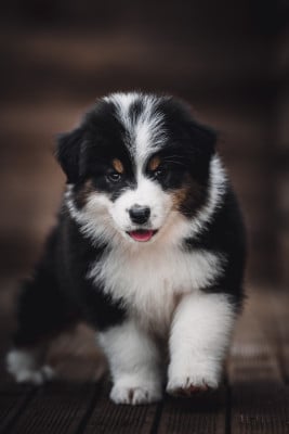 Les chiots de Berger Australien