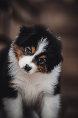 Les chiots de Berger Australien