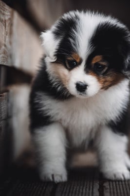 Les chiots de Berger Australien