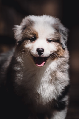 Les chiots de Berger Australien