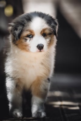 Les chiots de Berger Australien