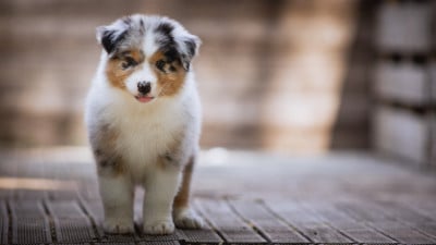Les chiots de Berger Australien