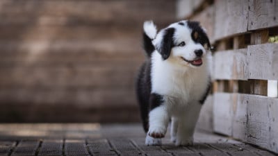 Les chiots de Berger Australien