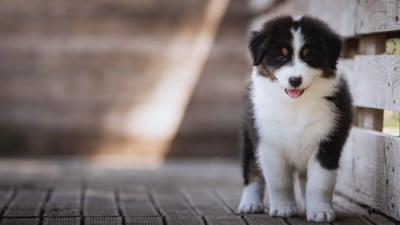Les chiots de Berger Australien