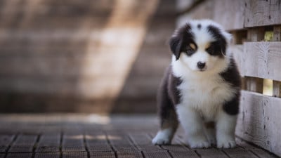 Les chiots de Berger Australien