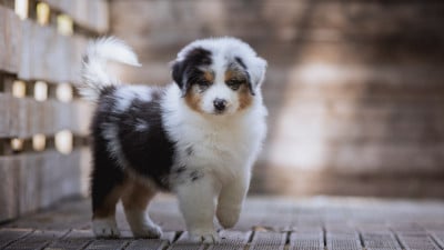 Les chiots de Berger Australien