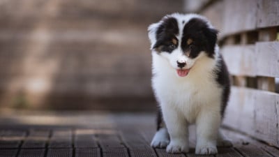Les chiots de Berger Australien