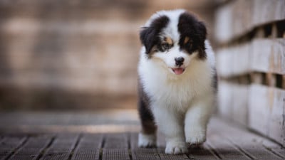 Les chiots de Berger Australien