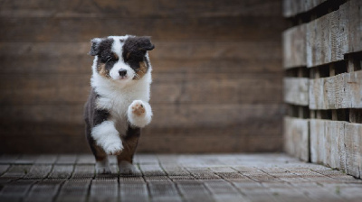 Les chiots de Berger Australien