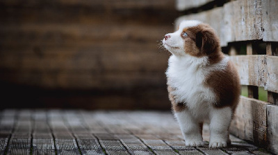 Les chiots de Berger Australien