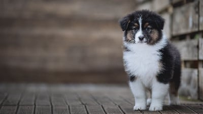 Les chiots de Berger Australien