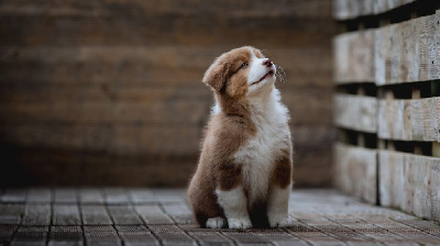 Les chiots de Berger Australien
