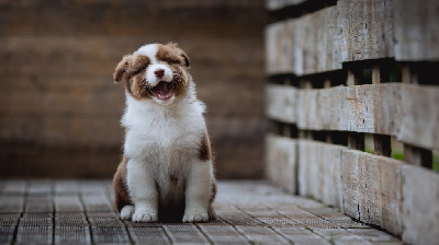 Les chiots de Berger Australien