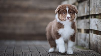 Les chiots de Berger Australien