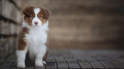 Les chiots de Berger Australien