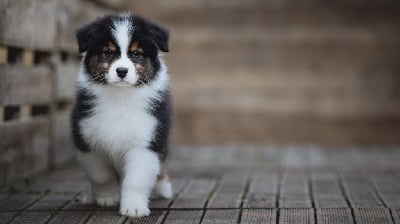 Les chiots de Berger Australien